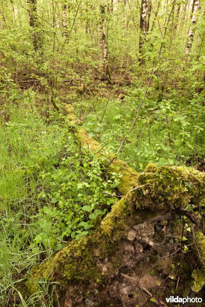 Alserbos