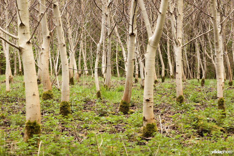 Alserbos
