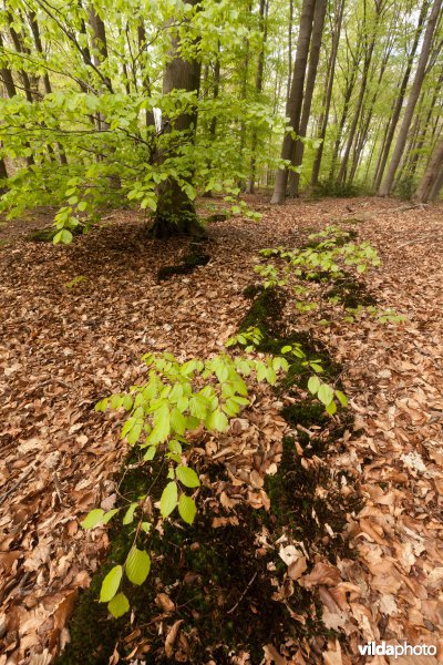 Veursbos-Roodbos-Vossenaerde