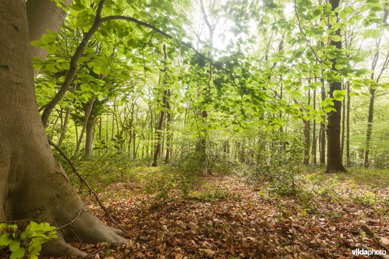 Veursbos-Roodbos-Vossenaerde