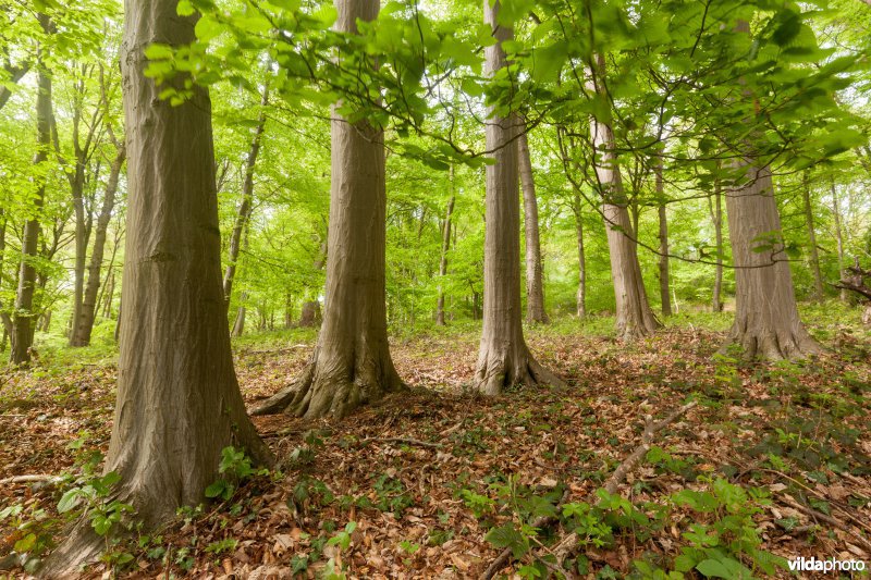 Veursbos-Roodbos-Vossenaerde