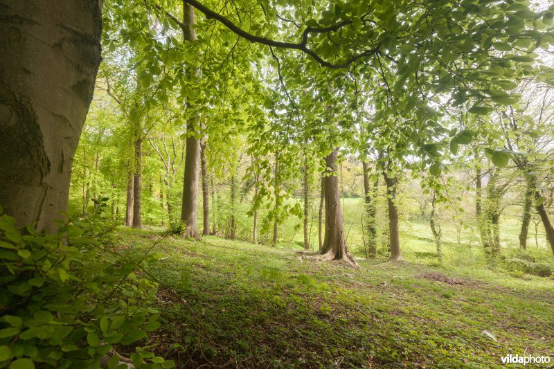 Veursbos-Roodbos-Vossenaerde