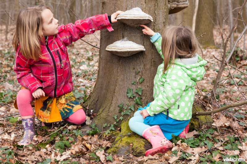 Paddestoelen onderzoeken