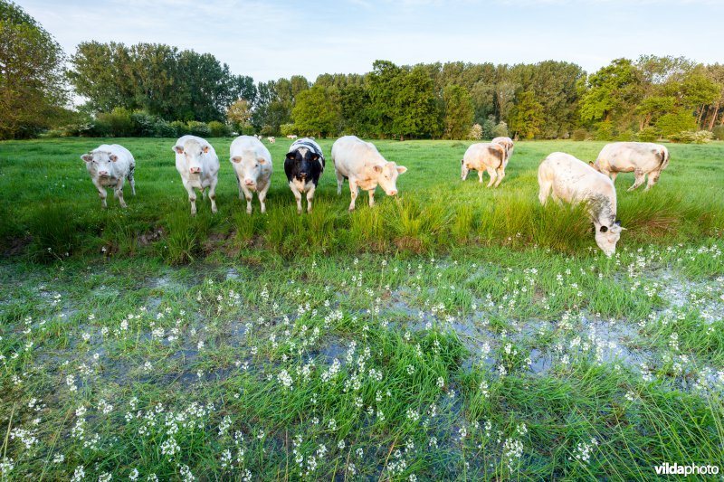 Koeien aan oude meander