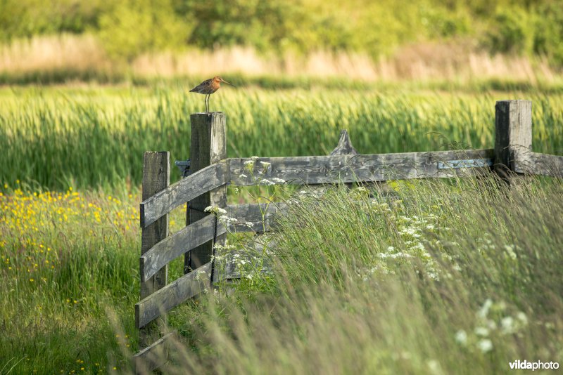 Grutto op een weidehek