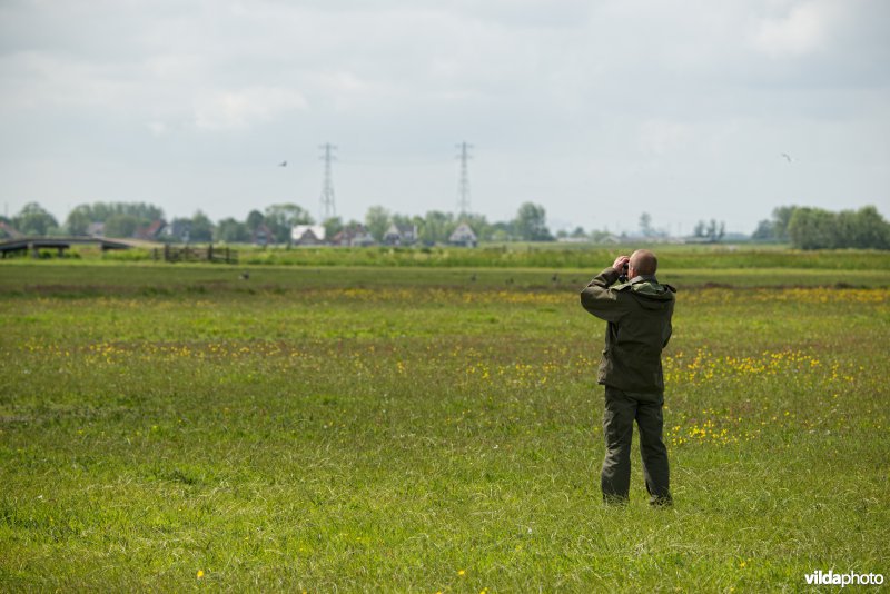 Vogels kijken 