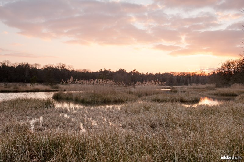 Kootwijkerveen, Veluwe