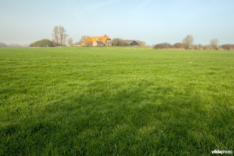 Engels raaigras in weiland