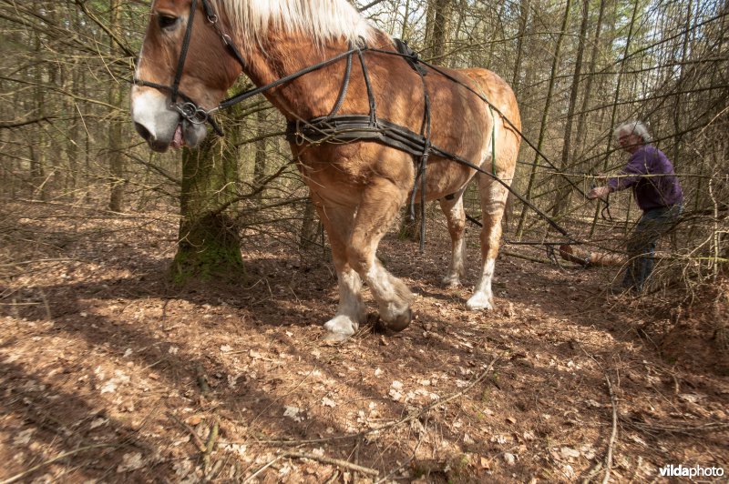 Hout uitslepen met trekpaard