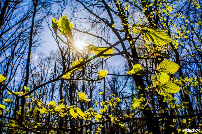 Ontluikende bladeren van beuk