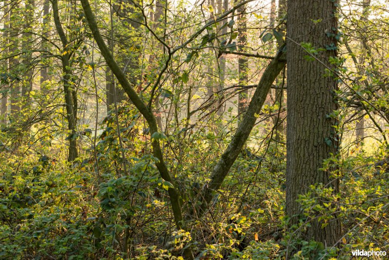 Impressie van een loofbos