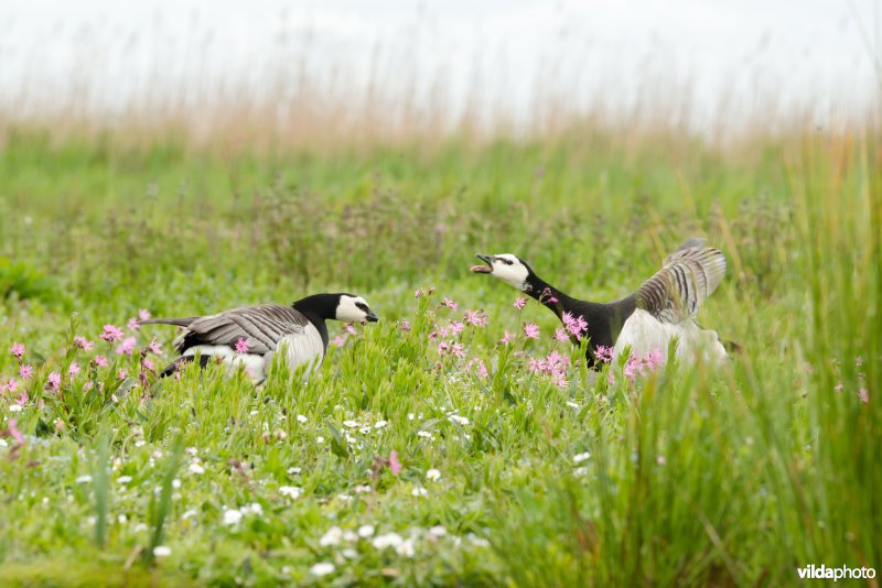 Brandgans in Wormer- en Jisperveld