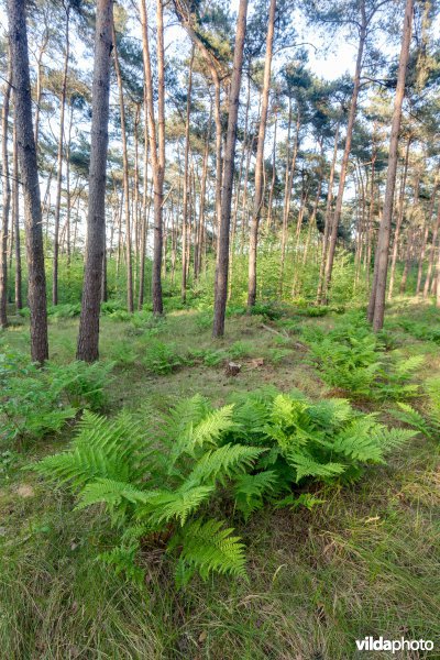 Begroeide landduin