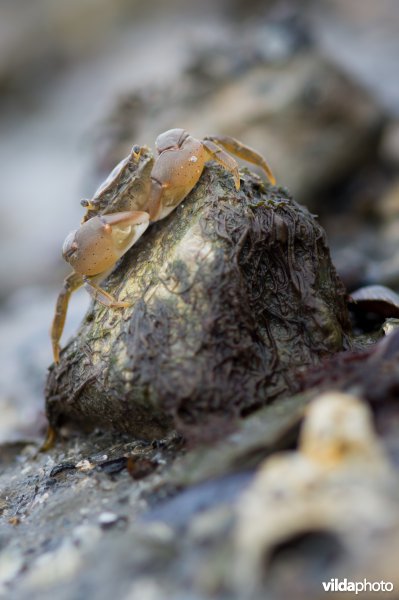 Penseelkrab