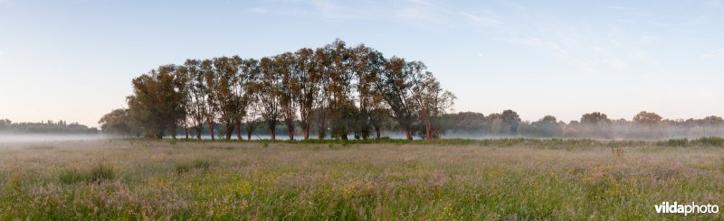 Knotwilgen in de ochtendnevel