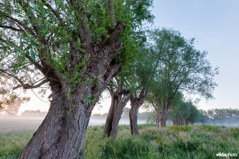 Knotwilgen in de ochtendnevel