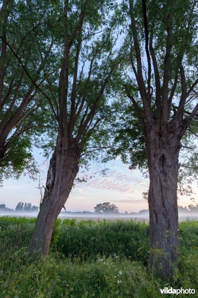 Knotwilgen in de ochtendnevel