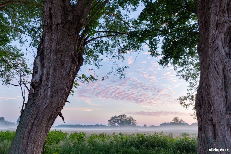 Knotwilgen in de ochtendnevel