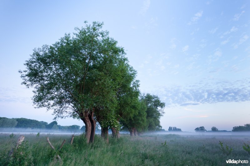 Knotwilgen in de ochtendnevel