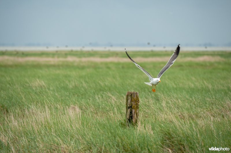 Kleine mantelmeeuw op kwelder