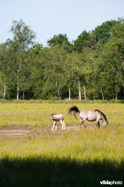 Begrazing door paarden