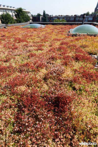 Groendak in stedelijke omgeving