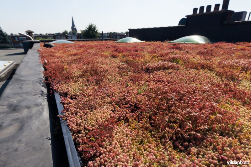 Groendak in stedelijke omgeving
