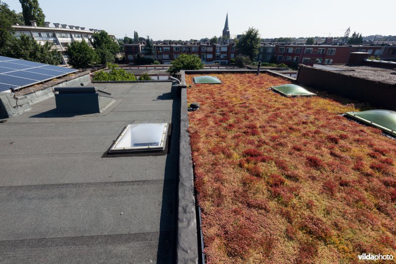 Groendak in stedelijke omgeving
