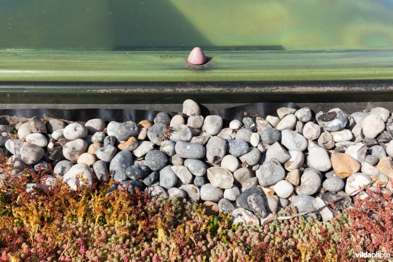 Groendak in stedelijke omgeving