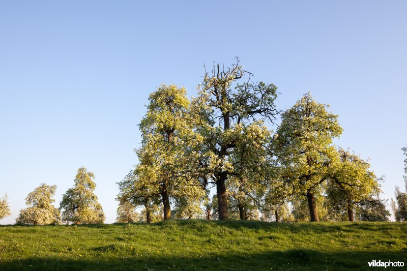 Perenboomgaard