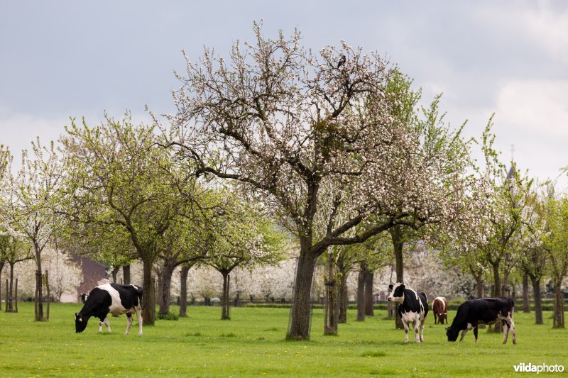 Boomgaard met koeien