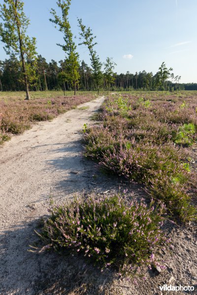 Kronkelend wandelpad