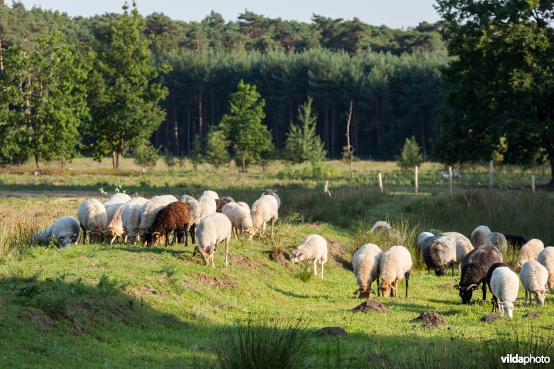 Schapenbegrazing
