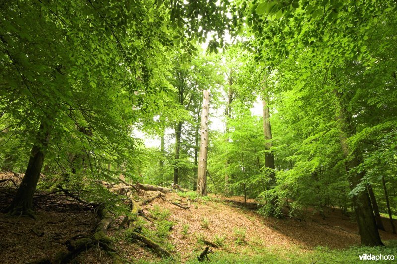 Bosreservaat Kersselaerspleyn