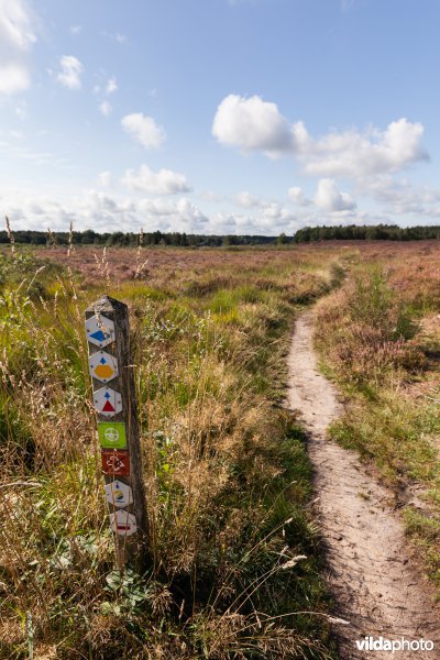 Wandelpad op de heide