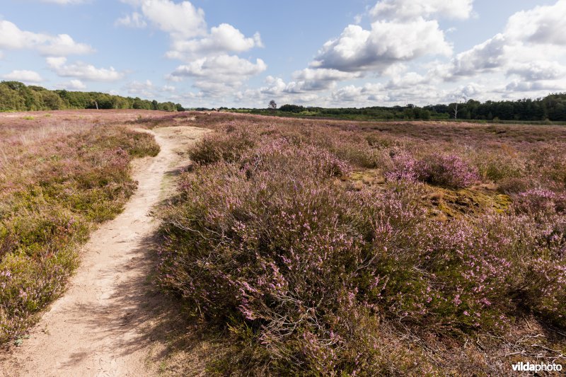 Wandelpad op de heide