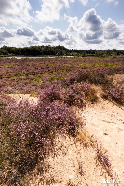 Bloeiende struikheide op een landduin