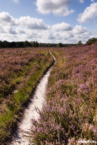 Wandelpad op de heide