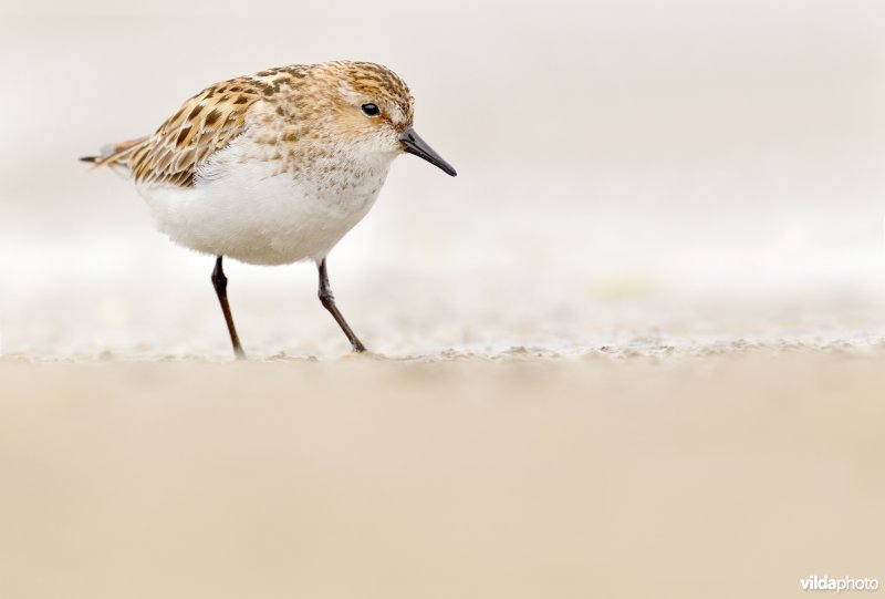 Kleine strandloper