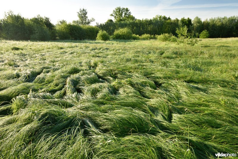 Natuurreservaat Jansveld langs de Zwalm