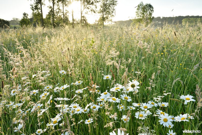 Natuurreservaat Jansveld langs de Zwalm