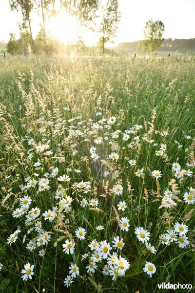 Natuurreservaat Jansveld langs de Zwalm