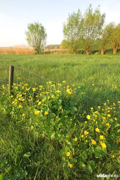 Dotterbloemhooilanden