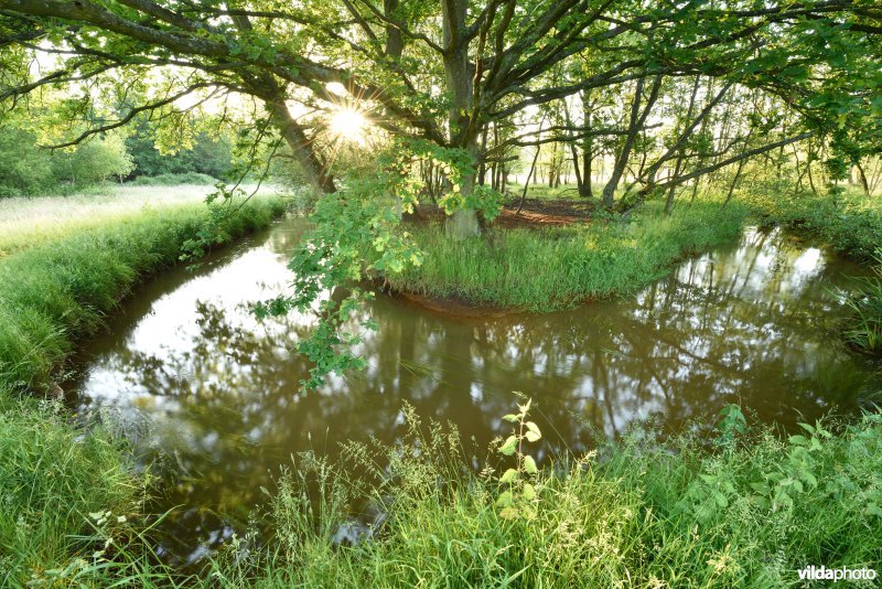 Natuurreservaat De Vennen