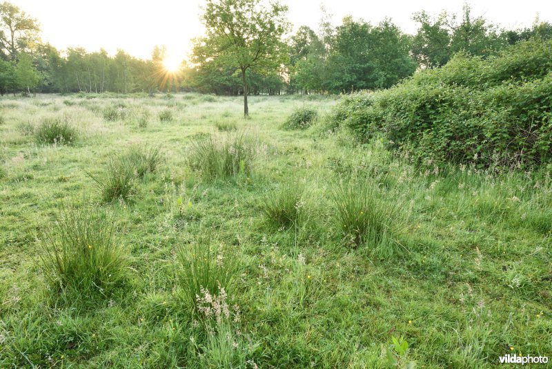 Natuurreservaat De Vennen