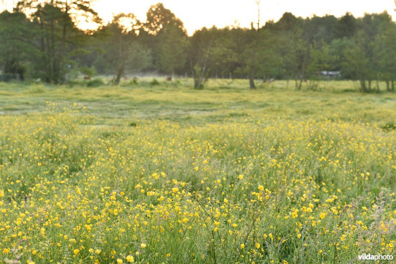 Natuurreservaat De Vennen