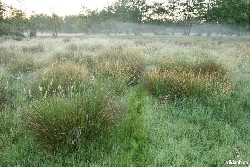 Natuurreservaat De Vennen