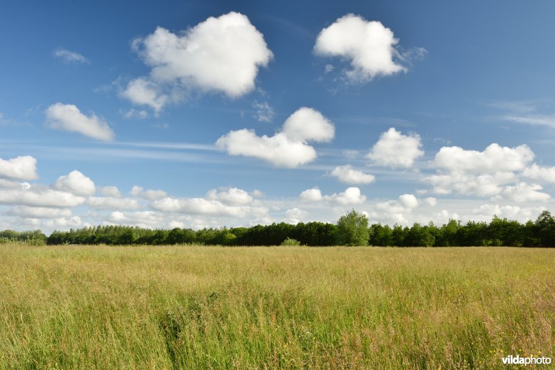 Vloeiweiden