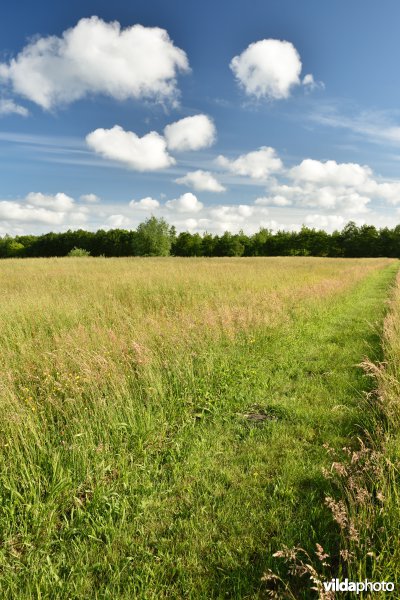 Vloeiweiden