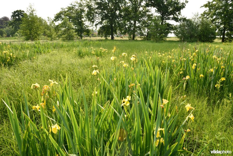 Beelaertmeersen